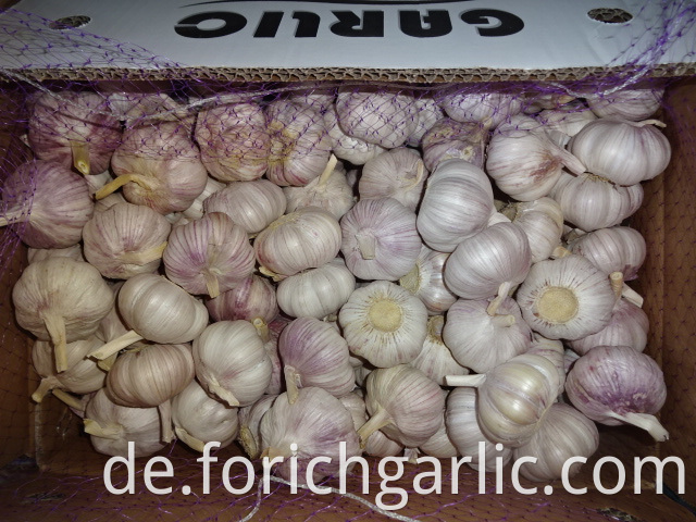 Normal White Garlic